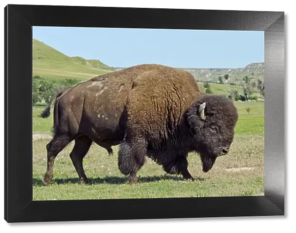 American Bison - bull walking through prairie area - summer - Northern Great Plains - Theodore Roosevelt National Park - North Dakota - USA _E7B1779