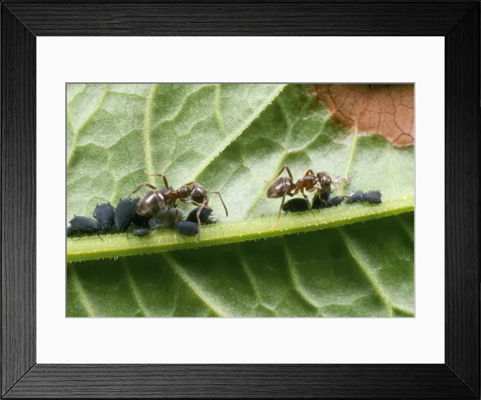 Framed Print : Black Ant - tending black bean aphids - UK