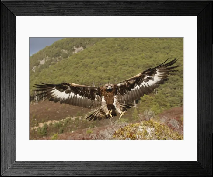 Framed Print : Golden Eagle - in flight - landing. Scottish Moor - Aviemore - Scotland Framed Print : Golden Eagle - in flight - landing. Scottish Moor - Aviemore - Scotland