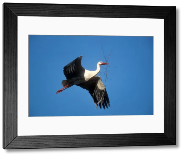 Framed Print : White Stork USH 384 Adult transporting nest material to nest in spring Ciconia ciconia © Duncan Usher / ardea. com Framed Print : White Stork USH 384 Adult transporting nest material to nest in spring Ciconia ciconia © Duncan Usher / ardea. com