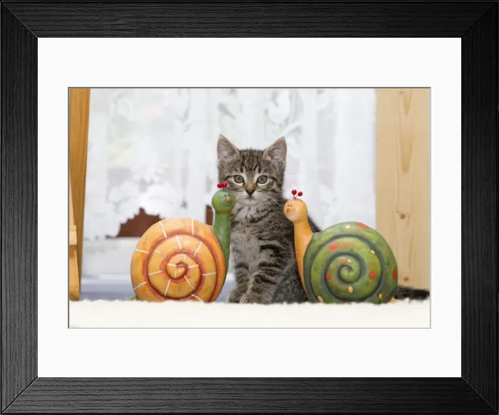 Framed Print : Cat - kitten sitting between ornaments in living room - Lower Saxony - Germany Framed Print : Cat - kitten sitting between ornaments in living room - Lower Saxony - Germany