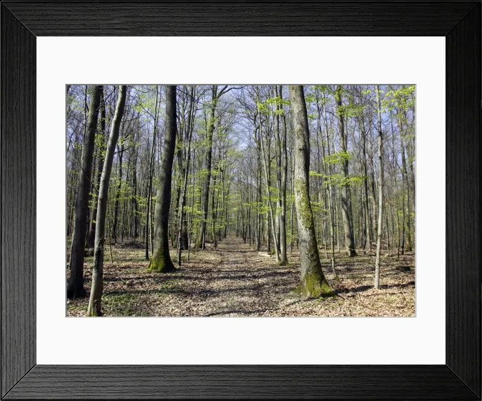 Framed Print : European hornbeam and European Beech Alsace France Framed Print : European hornbeam and European Beech Alsace France