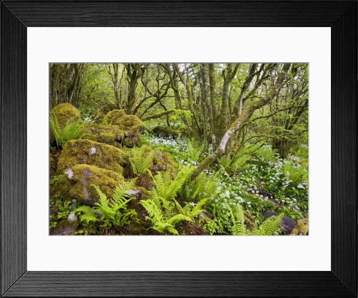 Framed Print : Ancient dwarfed coppice woodland with ferns, at Slieve Carran Oratory, The Burren; Eire Framed Print : Ancient dwarfed coppice woodland with ferns, at Slieve Carran Oratory, The Burren; Eire