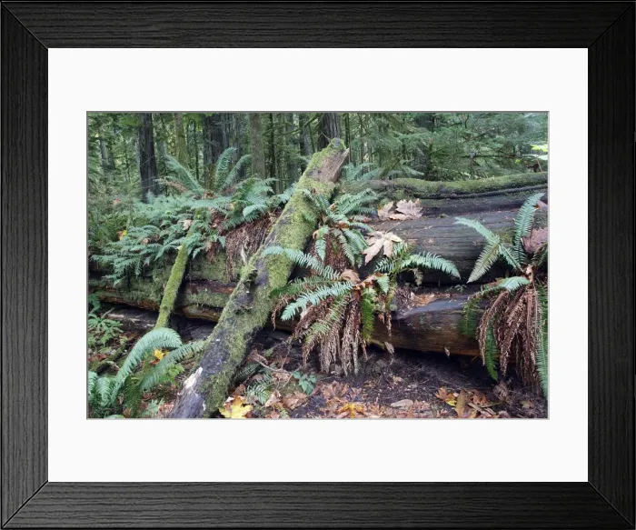Framed Print : Temperate rainforest - ferns & fallen tree trunk. Cathedral Grove Princess Royal Island - British Columbia - Canada Framed Print : Temperate rainforest - ferns & fallen tree trunk. Cathedral Grove Princess Royal Island - British Columbia - Canada