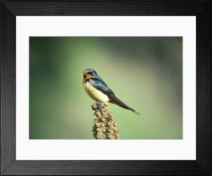 Framed Print : Barn Swallow - on perch - UK Framed Print : Barn Swallow - on perch - UK