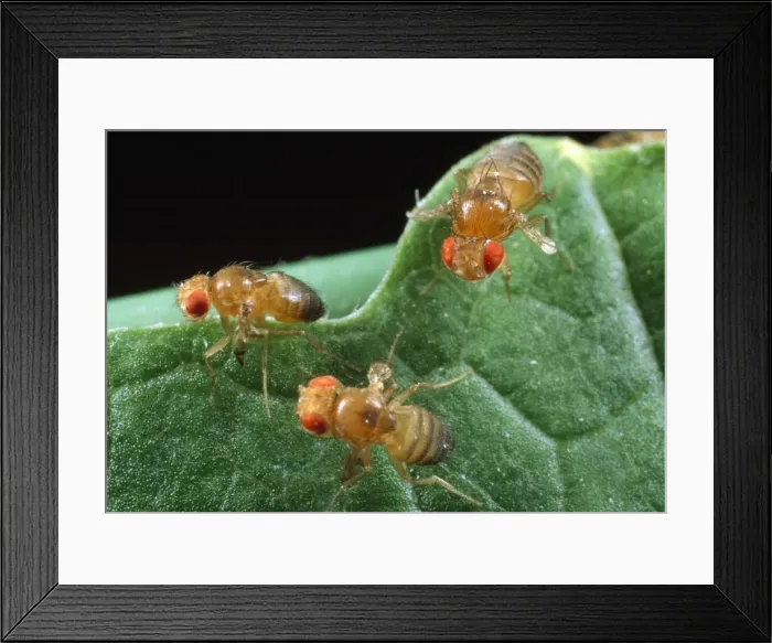 Framed Print : Fruit Fly - Red eyes - vestigal wings Framed Print : Fruit Fly - Red eyes - vestigal wings