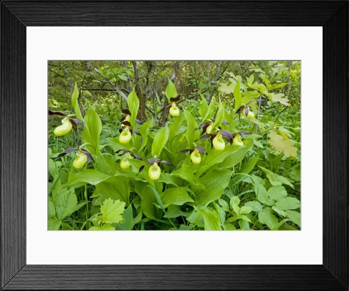 Framed Print : Lady's Slipper Orchids - in beautiful ancient flowery wood pasture or wooded meadow at Loode Oakwood or Oak Grove, Saarema Island, Estonia