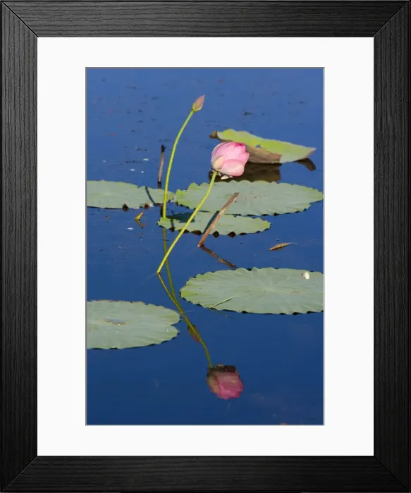 Framed Print : Lotus Lily - bloom and leaves on a calm pond. The water is so calm that it produces a perfect reflection of the beautiful pink coloured flower - Fogg Dam, Northern Territory, Australia Framed Print : Lotus Lily - bloom and leaves on a calm pond. The water is so calm that it produces a perfect reflection of the beautiful pink coloured flower - Fogg Dam, Northern Territory, Australia