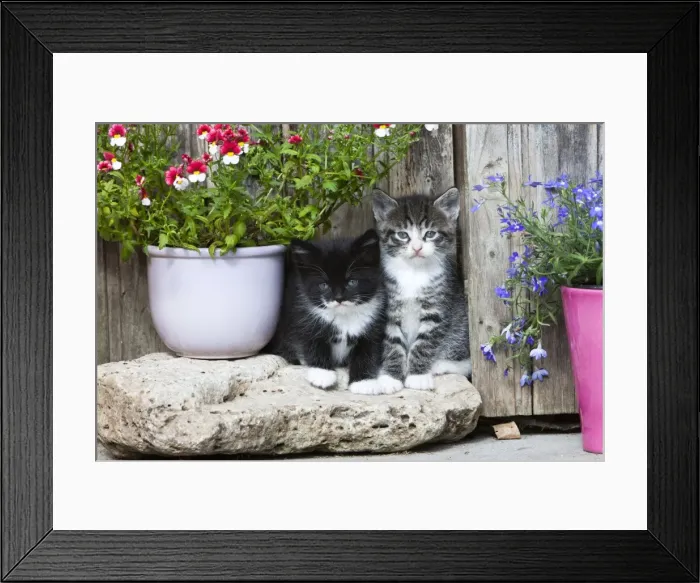 Framed Print : Cat - two kittens sitting in front of garden shed - Lower Saxony - Germany Framed Print : Cat - two kittens sitting in front of garden shed - Lower Saxony - Germany