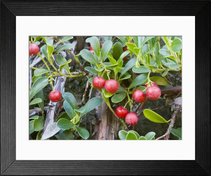 Framed Print : Bearberry form - in fruit - Point St George Framed Print : Bearberry form - in fruit - Point St George