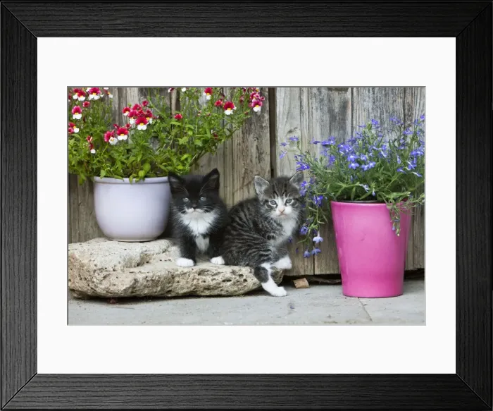 Framed Print : Cat - two kittens sitting in front of garden shed - Lower Saxony - Germany Framed Print : Cat - two kittens sitting in front of garden shed - Lower Saxony - Germany