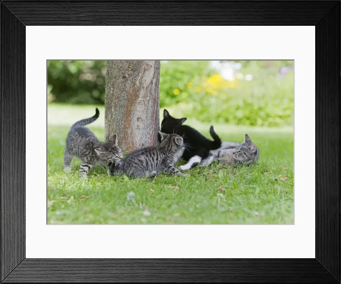 Framed Print : Cat - three kittens and mother playing in garden - Lower Saxony - Germany Framed Print : Cat - three kittens and mother playing in garden - Lower Saxony - Germany