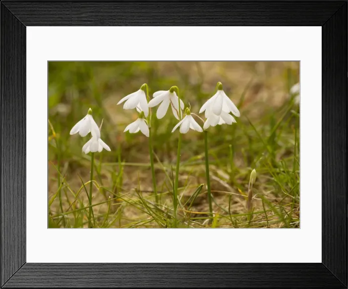 Framed Print : Three-leaved Snowflake - Algarve, Portugal