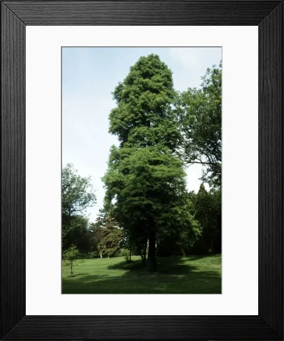 Framed Print : Swamp / Bald Cypress Framed Print : Swamp / Bald Cypress