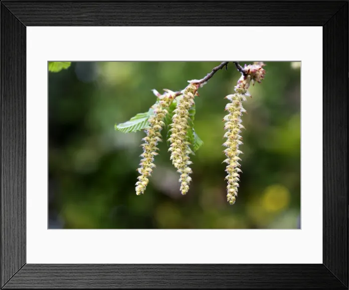Framed Print : European Hornbeam - close-up of seed catkins Alsace France Framed Print : European Hornbeam - close-up of seed catkins Alsace France