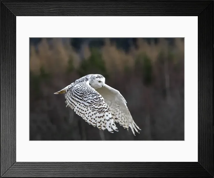 Framed Print : Snowy Owl - in flight Framed Print : Snowy Owl - in flight