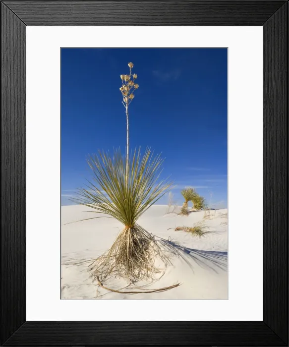 Framed Print : Soaptree Yucca - growing on white gypsum dune - White Sands National Monument - New Mexico - USA Framed Print : Soaptree Yucca - growing on white gypsum dune - White Sands National Monument - New Mexico - USA