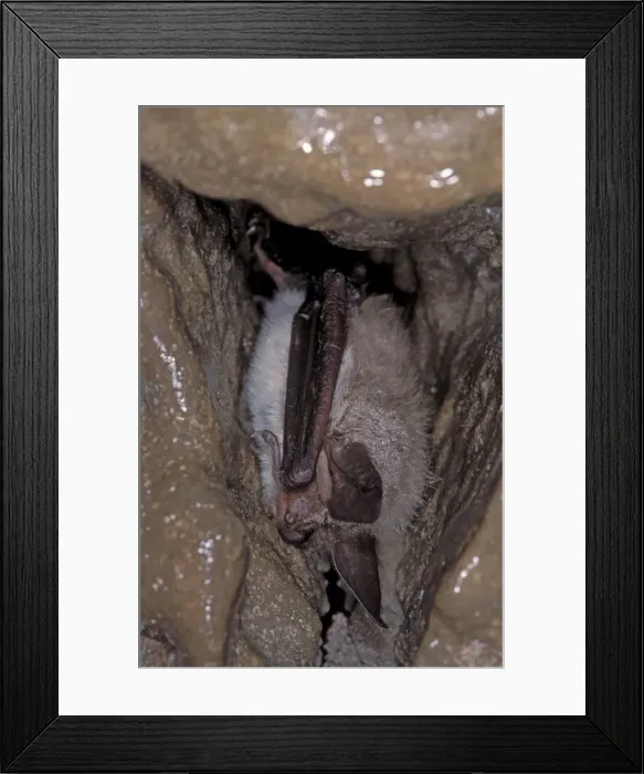 Framed Print : Bechstein's Bat - hibernation at cave - the Ardennes - Belgium Framed Print : Bechstein's Bat - hibernation at cave - the Ardennes - Belgium