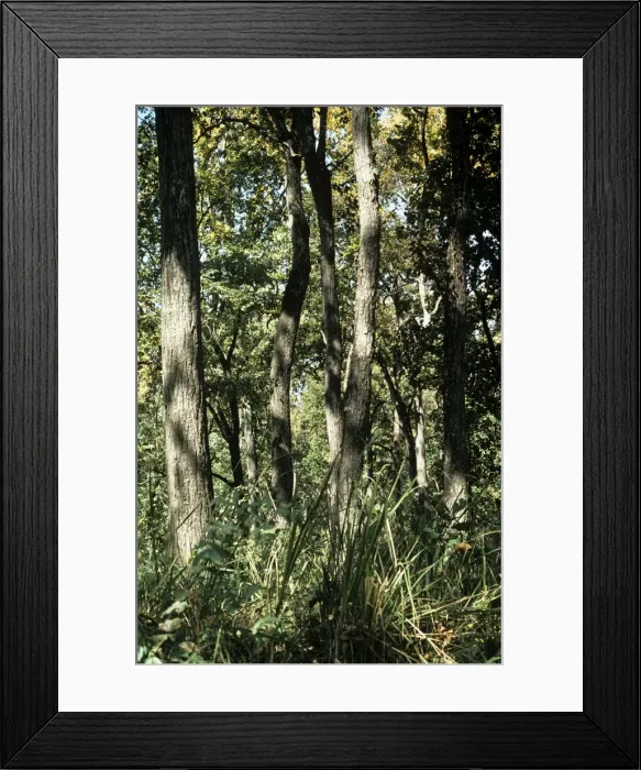 Framed Print : Sal Trees - trunks - Nepal Framed Print : Sal Trees - trunks - Nepal