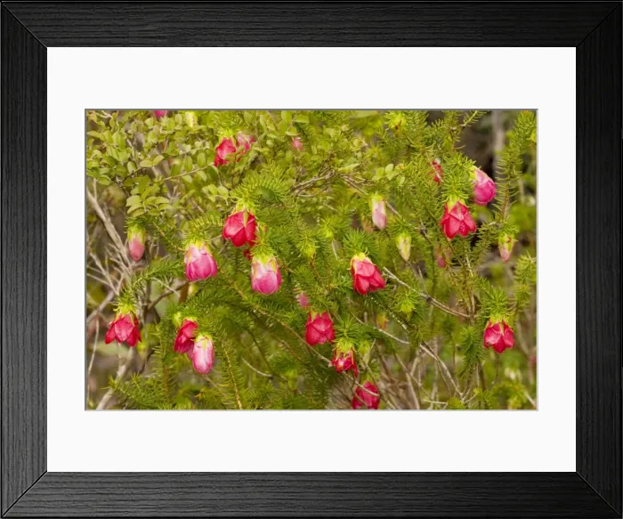 Framed Print : Common Mountain Bell - Stirling Ranges, near Mount Barker, south-west Australia Framed Print : Common Mountain Bell - Stirling Ranges, near Mount Barker, south-west Australia