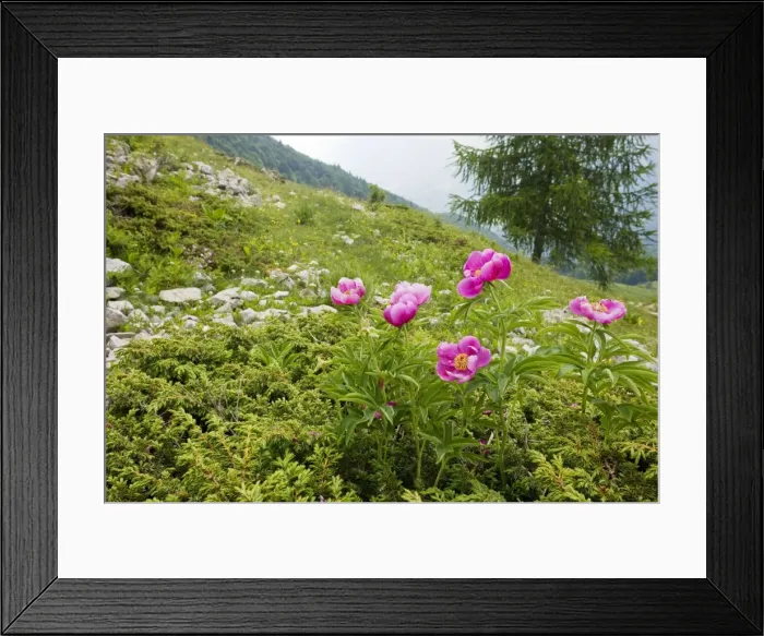 Framed Print : Clumps of a Peony / Paeony - on the slopes of Monte Baldo, Italy Framed Print : Clumps of a Peony / Paeony - on the slopes of Monte Baldo, Italy
