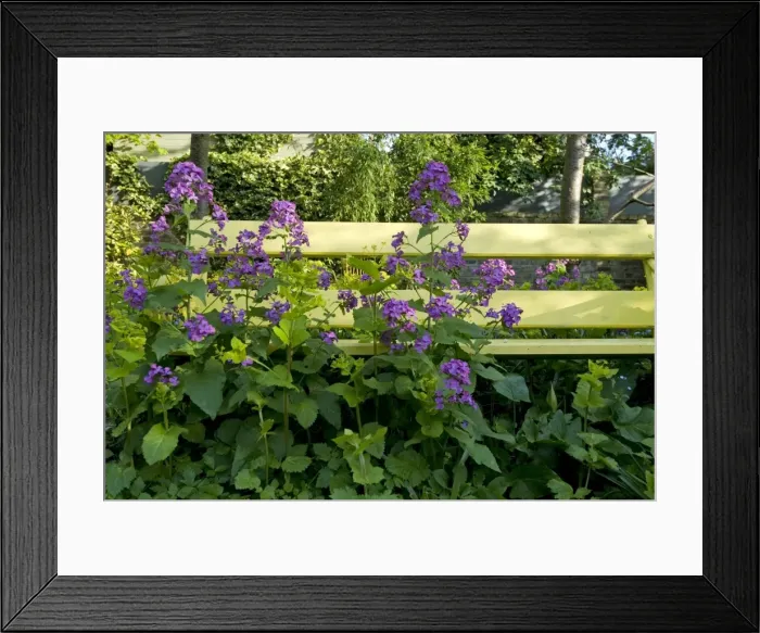 Framed Print : Honesty - in front of yellow garden bench Framed Print : Honesty - in front of yellow garden bench
