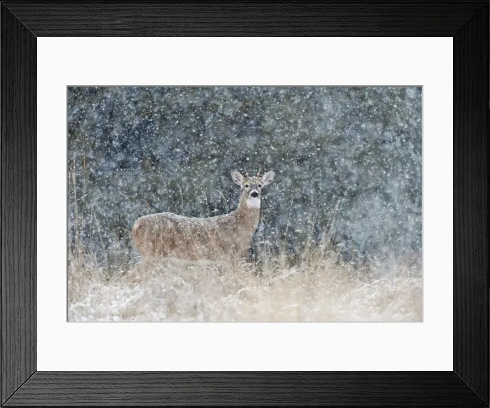 Framed Print : White-tailed Deer - young buck in heavy snow - Montana - USA _E1A1449 Framed Print : White-tailed Deer - young buck in heavy snow - Montana - USA _E1A1449