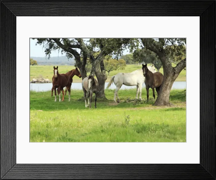 Framed Print : Arabic Horses - sheltering from heat in shade, Alentejo, Portugal Framed Print : Arabic Horses - sheltering from heat in shade, Alentejo, Portugal