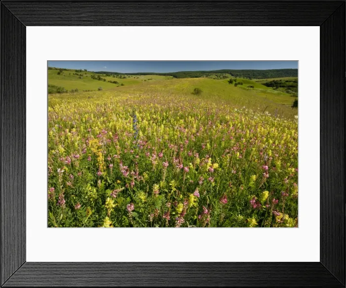 Framed Print : Huge flowery Transylvanian grasslands, with yellow rattle, sainfoin, ox-eye daisy etc near Roades, central Romania Framed Print : Huge flowery Transylvanian grasslands, with yellow rattle, sainfoin, ox-eye daisy etc near Roades, central Romania