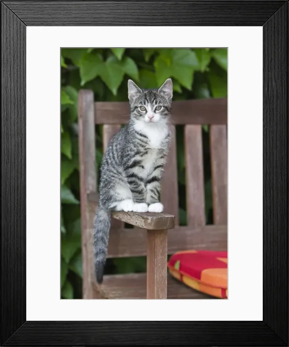 Framed Print : Cat - kitten sitting on garden bench - Lower Saxony - Germany Framed Print : Cat - kitten sitting on garden bench - Lower Saxony - Germany