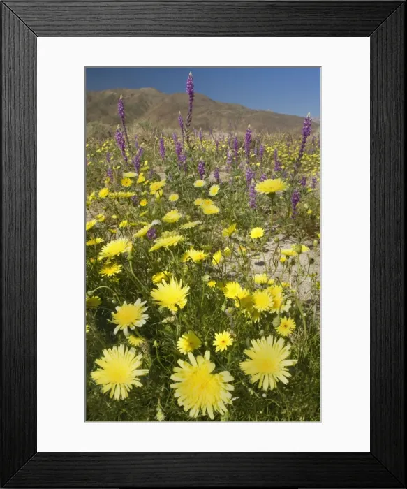 Framed Print : Desert Dandelions and Arizona Lupine (Lupinus arizonicus) - Anza Borrego Desert State Park - California - USA Framed Print : Desert Dandelions and Arizona Lupine (Lupinus arizonicus) - Anza Borrego Desert State Park - California - USA