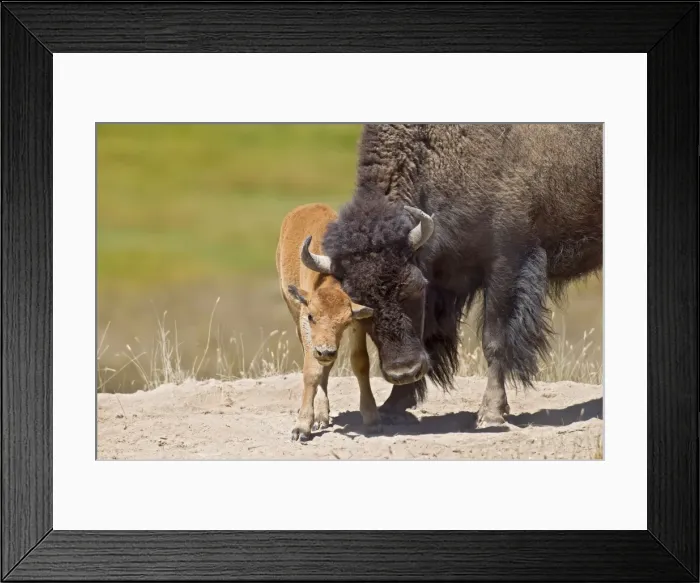 Framed Print : American Bison - cow with calf - Summer - Northern Great Plains - USA _E3D6710 Framed Print : American Bison - cow with calf - Summer - Northern Great Plains - USA _E3D6710