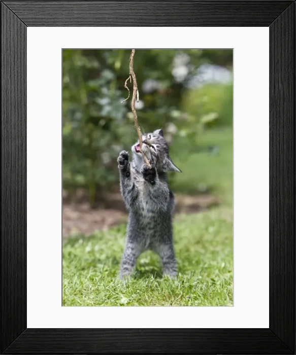 Framed Print : Cat - kitten playing with stick in garden - Lower Saxony - Germany Framed Print : Cat - kitten playing with stick in garden - Lower Saxony - Germany