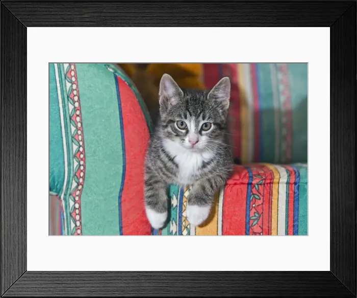 Framed Print : Cat - kitten sitting on sofa - Lower Saxony - Germany Framed Print : Cat - kitten sitting on sofa - Lower Saxony - Germany