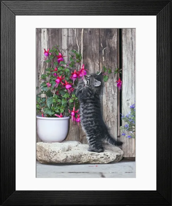 Framed Print : Cat - playing with plant - outdoors - Lower Saxony - Germany Framed Print : Cat - playing with plant - outdoors - Lower Saxony - Germany