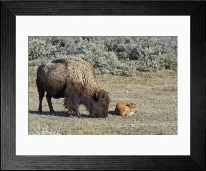 Framed Print : Bison - cow with young calf May - Yellowstone National Park - Western U. S. _E7A3141 Framed Print : Bison - cow with young calf May - Yellowstone National Park - Western U. S. _E7A3141