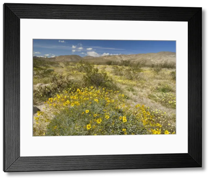 Framed Print : Brittlebush, Desert Dandelion (Malacothrix glabrata), Chicory (Rafinesquia neomexicana), Creosote Bushes (Larrea tridentata) and Chollas - Anza Borrego Desert State Park - California - USA Framed Print : Brittlebush, Desert Dandelion (Malacothrix glabrata), Chicory (Rafinesquia neomexicana), Creosote Bushes (Larrea tridentata) and Chollas - Anza Borrego Desert State Park - California - USA