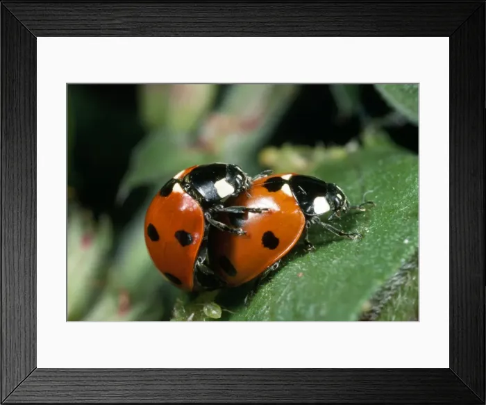 Framed Print : 7-spot Ladybird - mating pair - UK also known as: Coccinella septempunctata Framed Print : 7-spot Ladybird - mating pair - UK also known as: Coccinella septempunctata
