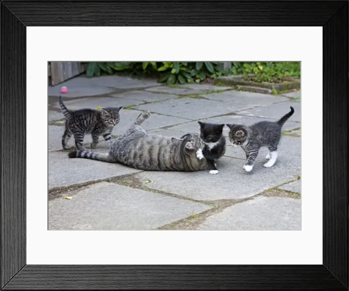 Framed Print : Cat - three kittens playing with mother in garden - Lower Saxony - Germany Framed Print : Cat - three kittens playing with mother in garden - Lower Saxony - Germany