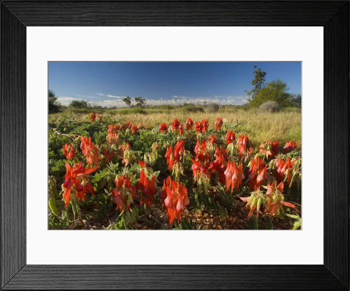 Framed Print : Sturt's Desert Pea - the beautiful red blossoms of this amazing desert plant dominates the picture. Grassy bushland is visible in the background - Western Australia, Australia Framed Print : Sturt's Desert Pea - the beautiful red blossoms of this amazing desert plant dominates the picture. Grassy bushland is visible in the background - Western Australia, Australia