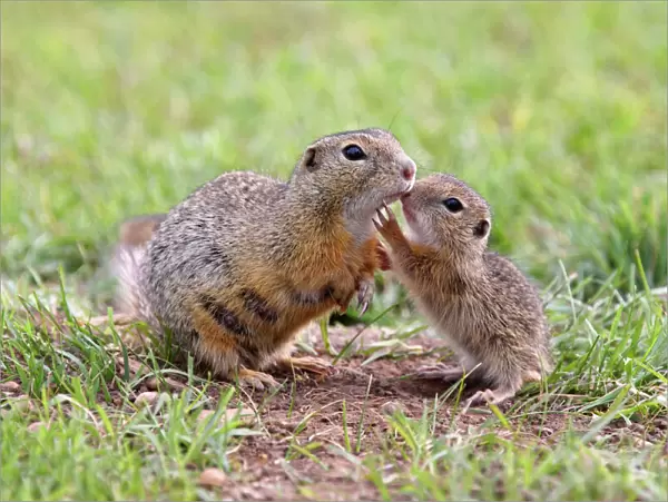 European Ground Squirrel  /  Souslik - mother with young - Austria