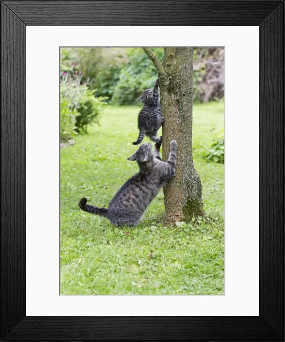 Framed Print : Cat - mother playing with kitten on tree trunk - Lower Saxony - Germany Framed Print : Cat - mother playing with kitten on tree trunk - Lower Saxony - Germany