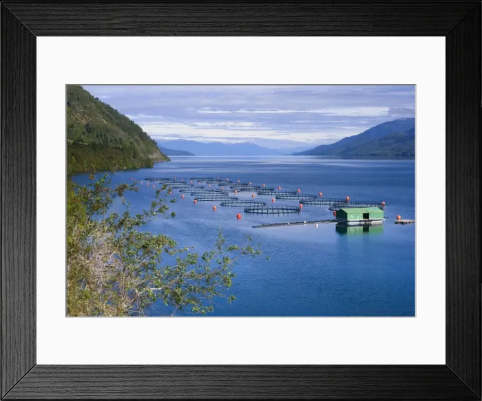 Framed Print : Seno Ventisquero Fish Farm - a calm fjord arm which is part of the larger Canal Puyuhuapi and fish farm near Puerto Puyuhuapi - Prov. Aisen - Carretera Austral - Chile - South America Framed Print : Seno Ventisquero Fish Farm - a calm fjord arm which is part of the larger Canal Puyuhuapi and fish farm near Puerto Puyuhuapi - Prov. Aisen - Carretera Austral - Chile - South America