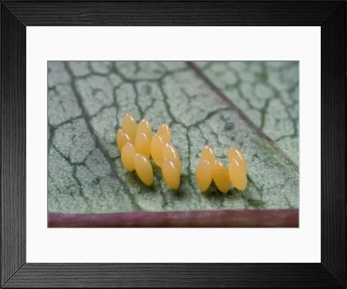 Framed Print : 2-Spot Ladybird - clutch of eggs - UK Framed Print : 2-Spot Ladybird - clutch of eggs - UK