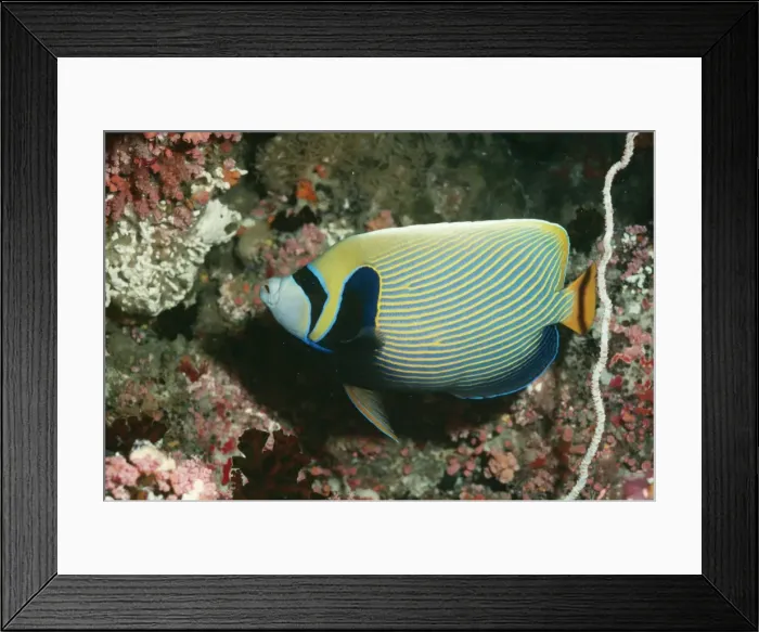 Framed Print : Masked / Emperor Angelfish VT 5541 Red Sea, Indo Pacific Pomacanthus imperator © Ron & Valerie Taylor / ardea. com Framed Print : Masked / Emperor Angelfish VT 5541 Red Sea, Indo Pacific Pomacanthus imperator © Ron & Valerie Taylor / ardea. com