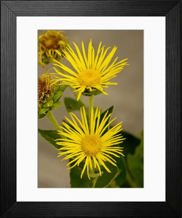 Framed Print : Elecampane / Horse-heal ; commonly naturalised medicinal plant. Dorset Framed Print : Elecampane / Horse-heal ; commonly naturalised medicinal plant. Dorset