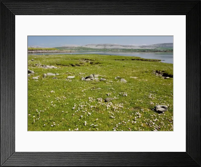 Framed Print : Thrift in coastal pasture / saltmarsh on the Rine sand and shingle spit, Galway Bay, the Burren, Eire Framed Print : Thrift in coastal pasture / saltmarsh on the Rine sand and shingle spit, Galway Bay, the Burren, Eire