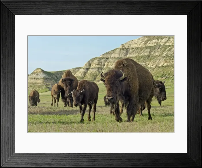 Framed Print : American Bison - herd walking across grassland in badlands area (cow and calf in foreground) - Summer - Northern Great Plains - Theodore Roosevlet National Park - North Dakota - USA _E7B3583 Framed Print : American Bison - herd walking across grassland in badlands area (cow and calf in foreground) - Summer - Northern Great Plains - Theodore Roosevlet National Park - North Dakota - USA _E7B3583