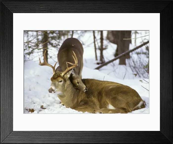 Framed Print : White-tailed Deer TOM 597 Buck with doe during fall rutting season - Michigan Odocoileus virginianus © Tom & Pat Leeson / ardea. com Md725 Framed Print : White-tailed Deer TOM 597 Buck with doe during fall rutting season - Michigan Odocoileus virginianus © Tom & Pat Leeson / ardea. com Md725