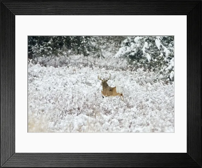Framed Print : White-tailed Deer - buck flagging (warning signal) as it bounds for denser brush - Autumn - Montana - Western U. S. _E7C1950 1 Framed Print : White-tailed Deer - buck flagging (warning signal) as it bounds for denser brush - Autumn - Montana - Western U. S. _E7C1950 1